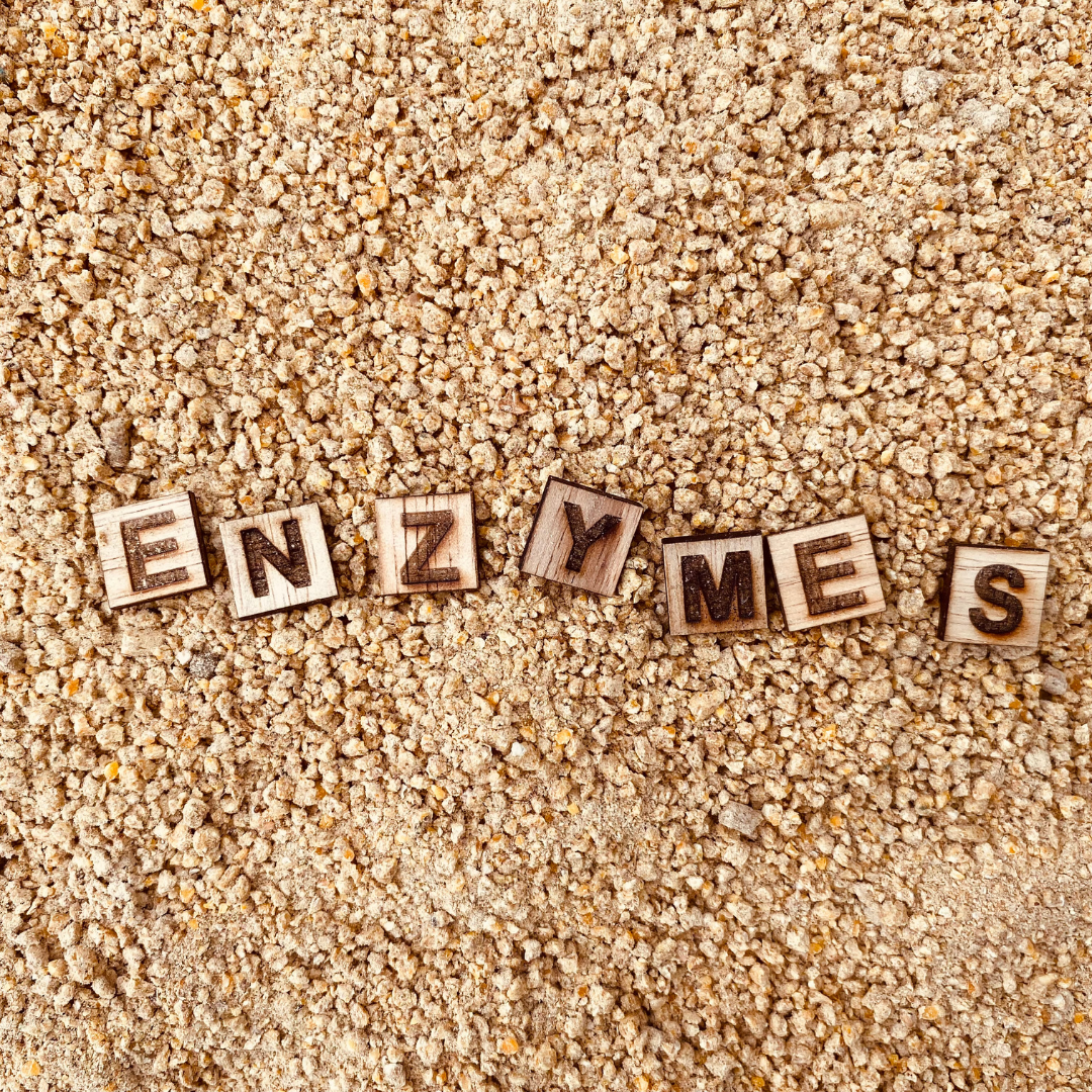 What are digestive enzymes? Why do we need them?