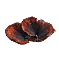 Reishi (Ganoderma lucidum)