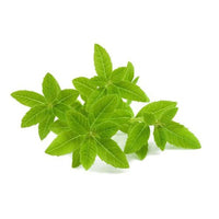 Verbena