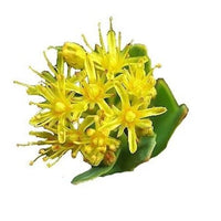 Rhodiola rosea