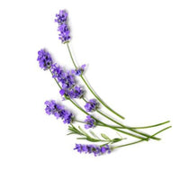 Lavendel