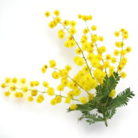 Guldenroede-extract (Solidago virgaurea)
