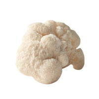 Lion’s Mane (Hericium erinaceus)